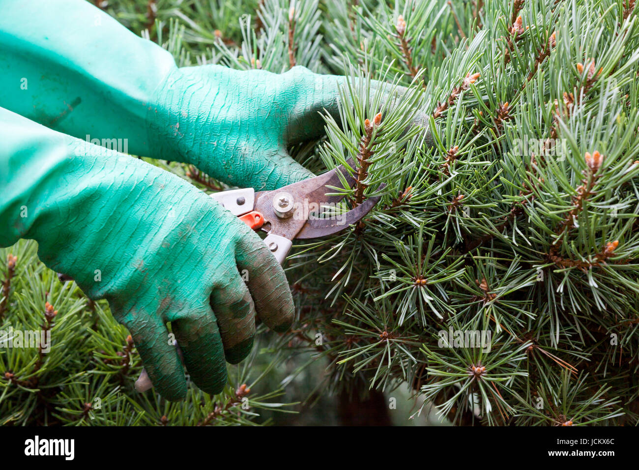 Hände mit Handschuhen und einer Gartenschere bei der Gartenarbeit im Sommer im Freien Stock Photo