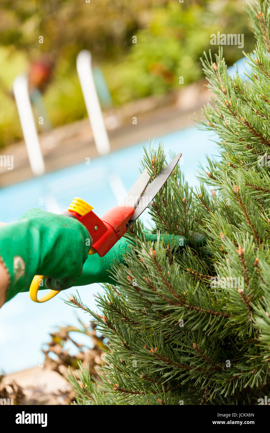 Hände mit Handschuhen und einer Gartenschere bei der Gartenarbeit im Sommer im Freien Stock Photo