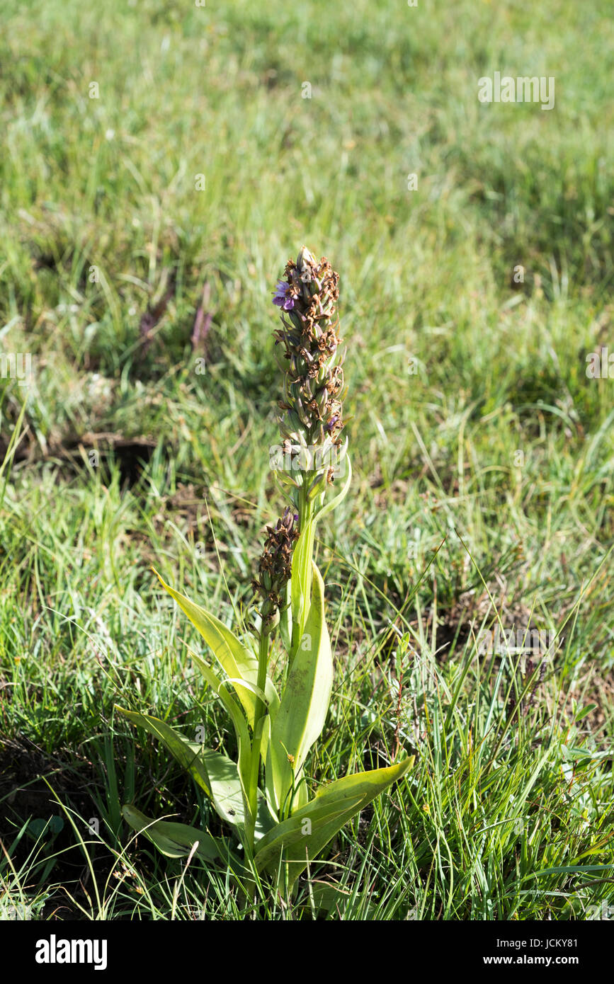 Dactylorhiza praetermissa, Common or Southern Marsh Orchids Stock Photo