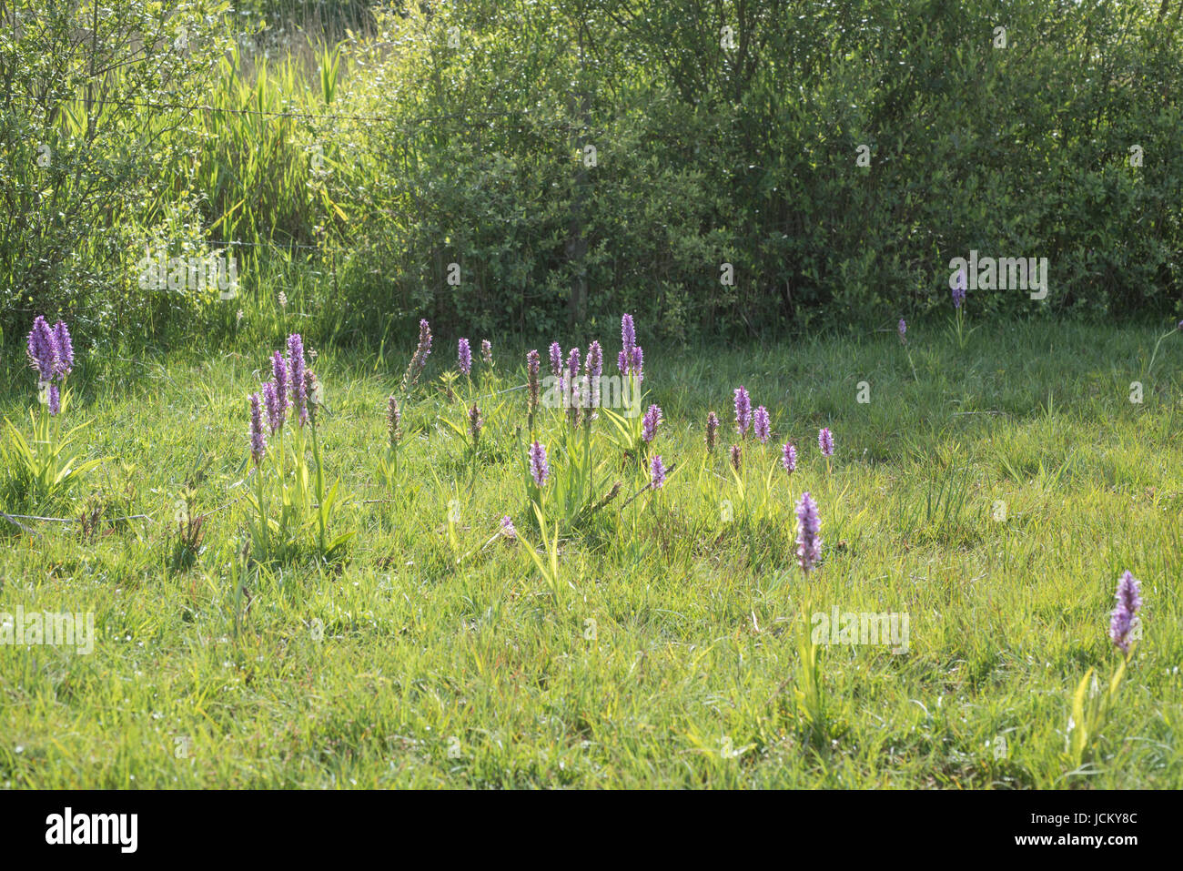 Dactylorhiza praetermissa, Common or Southern Marsh Orchids Stock Photo