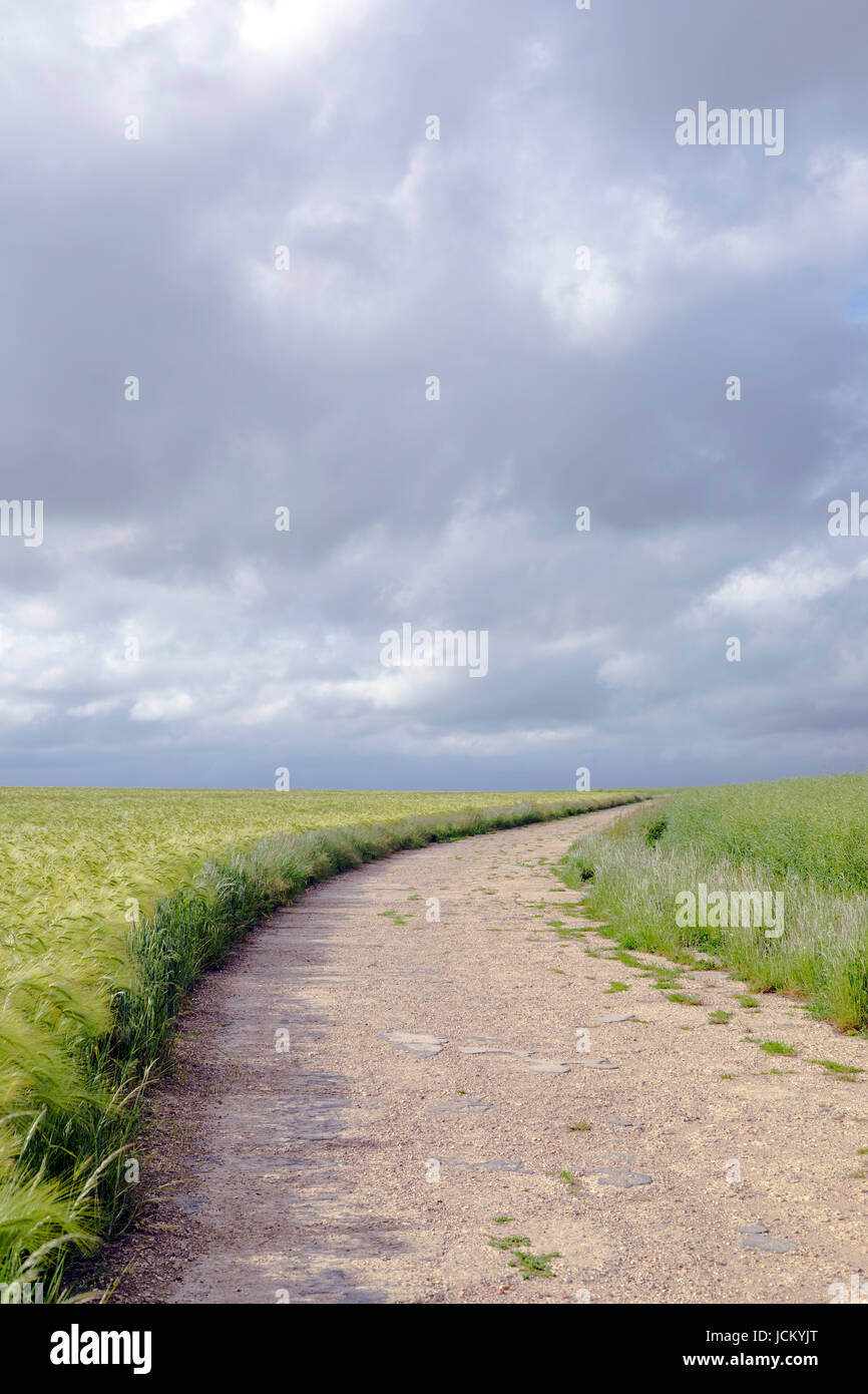 an empty path, leading into nowhere through grainfields Stock Photo