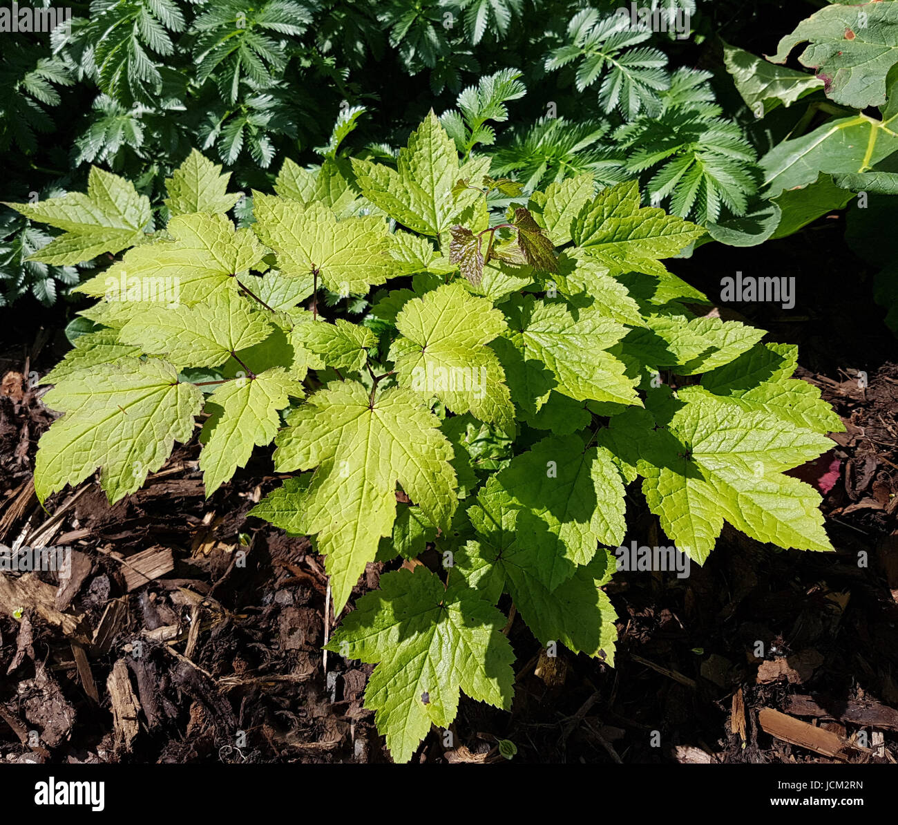 Traubensilberkerze, Cimicifuga, racemosa, Silberkerze Stock Photo