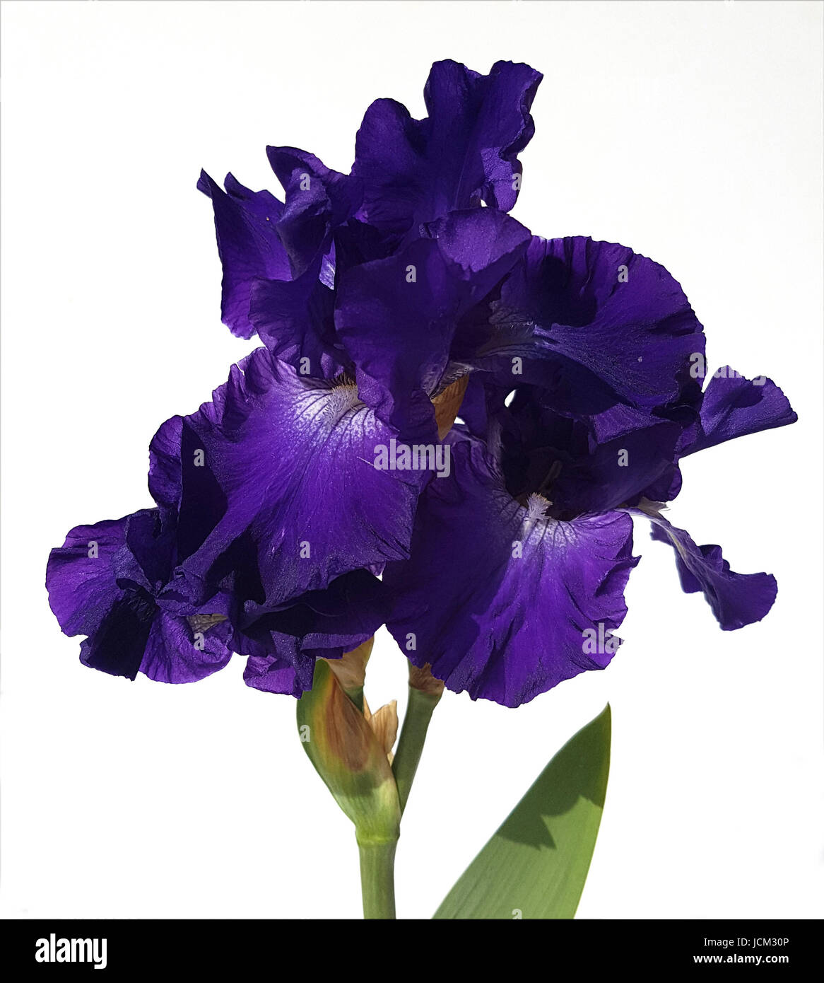 Schwertlilie, Iris Barbata-Elatior, Blue Rhythm Stock Photo