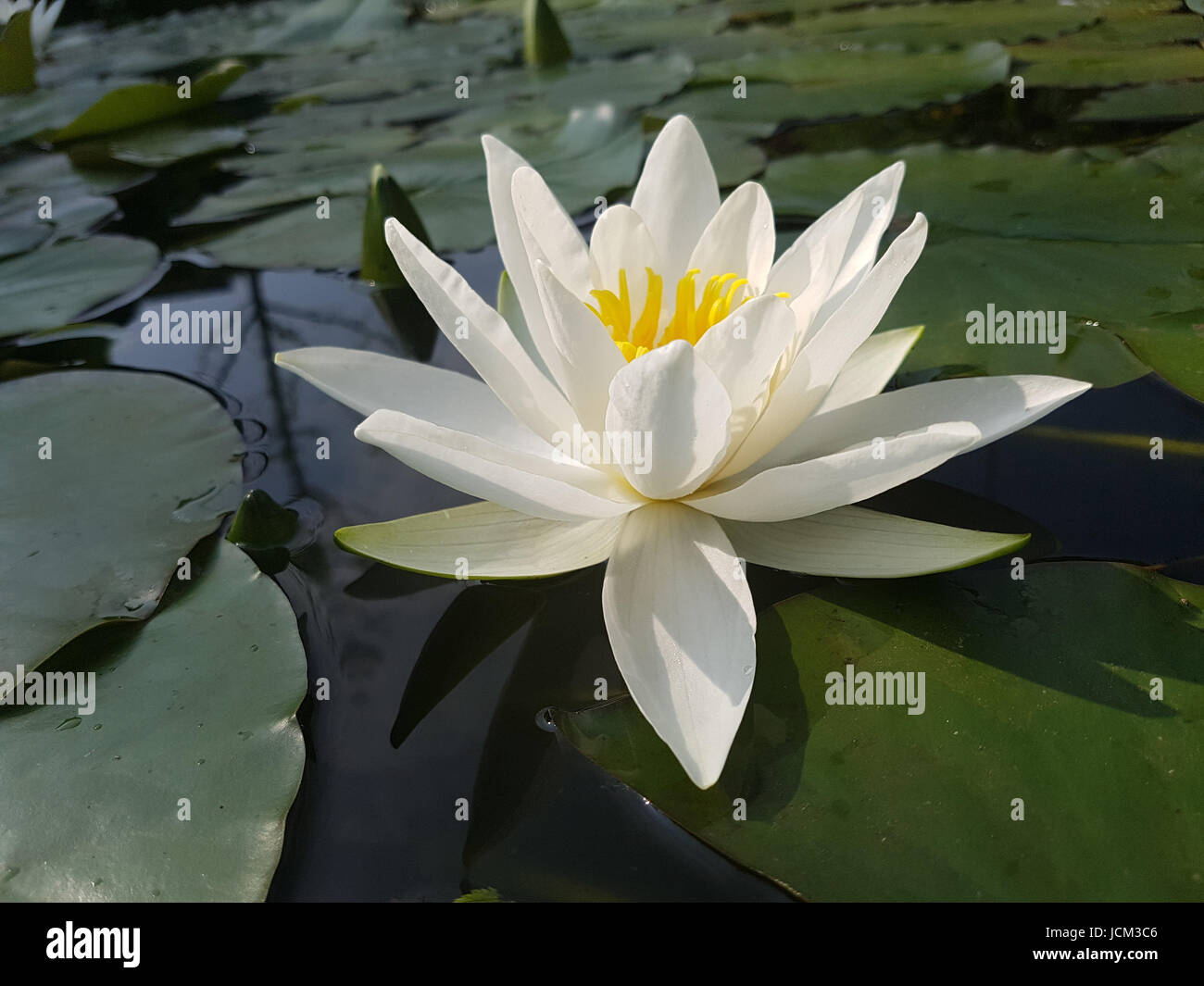 Weisse Seerose; Nymphaea, alba; Heilpflanze, Wasserpflanze Stock Photo