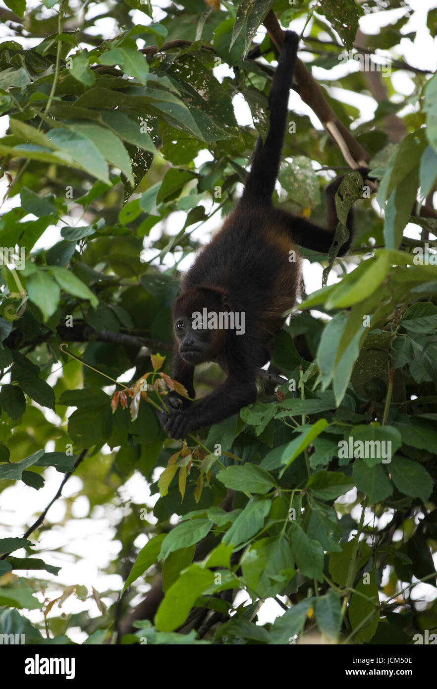 Howler Monkey in Costa Rica. Stock Photo