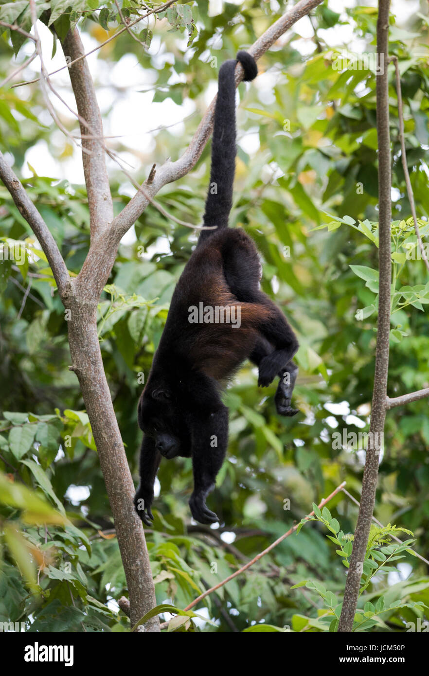 Howler Monkey in Costa Rica. Stock Photo