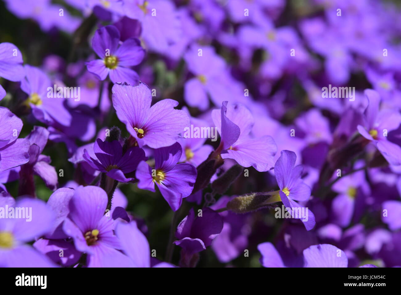 Purple aubretia flowers close-up Stock Photo