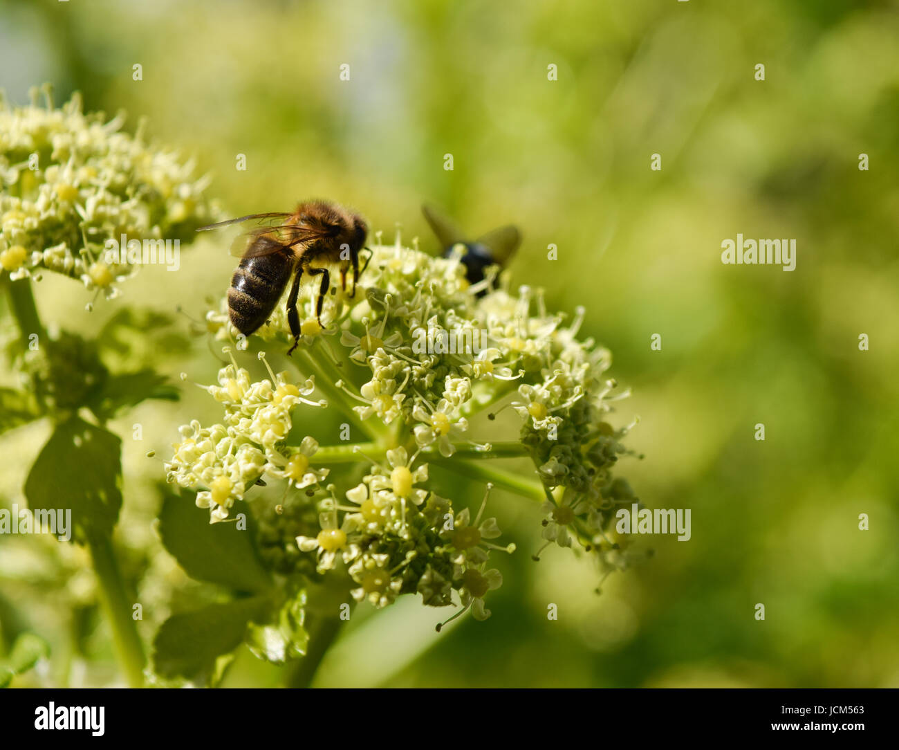 Wild celery flowers with bee Stock Photo Alamy