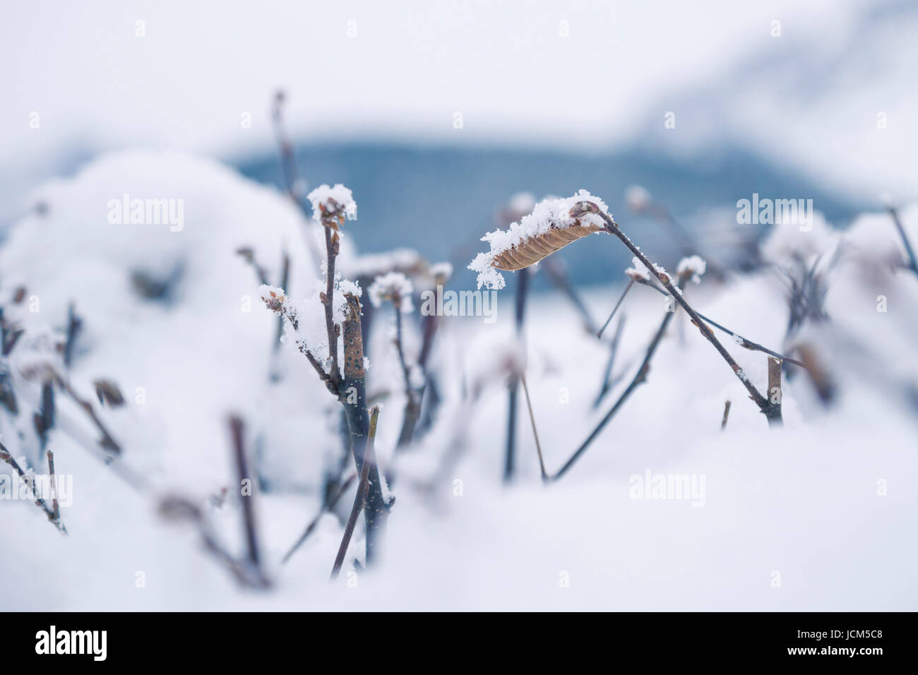Frozen branches leaves in hi-res stock photography and images - Alamy