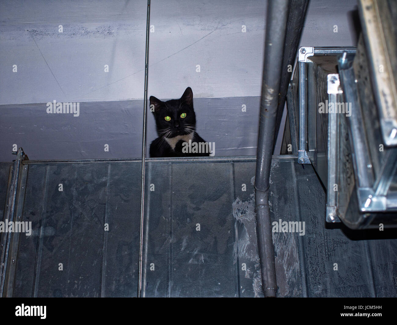 Black Cat On The Duct In The Garage Stock Photo 145502269 Alamy