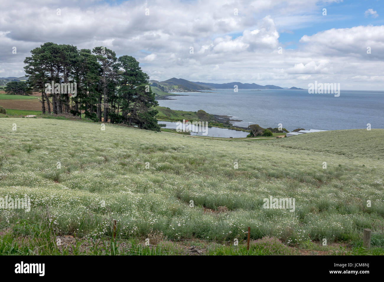 Pyrethrum Flowers Growing As A Crop For Natural Insecticides On The North East Coast Of Tasmania Stock Photo