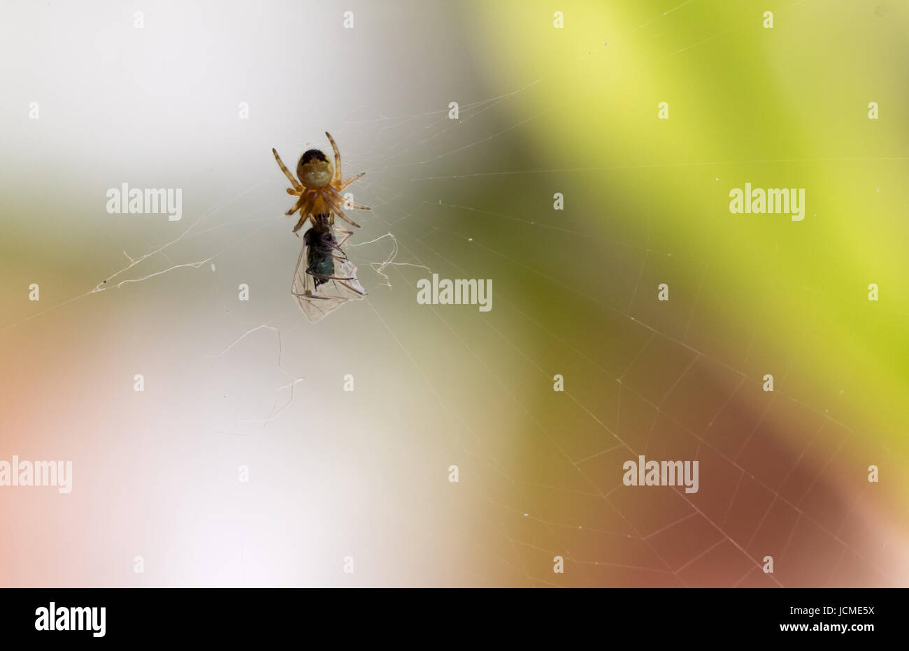 Little 3 mm spider eats a fly Stock Photo - Alamy