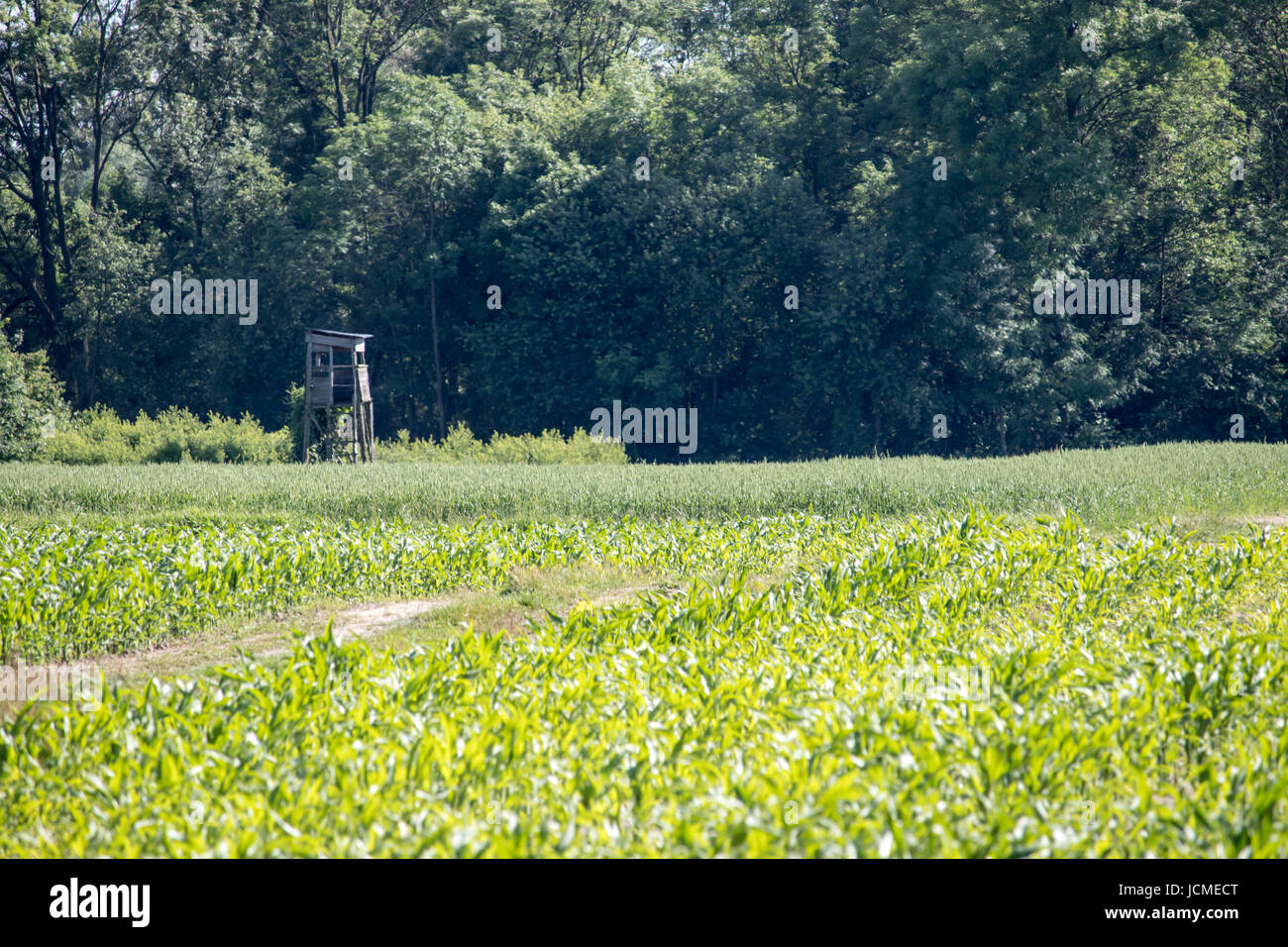 Wheat & corn fields with a hunting blind Stock Photo - Alamy