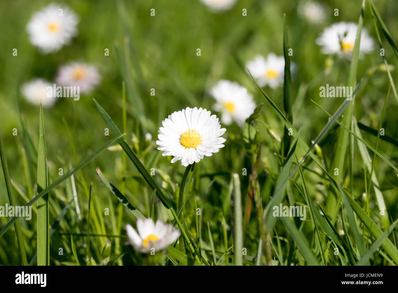 Daisy flower on a meadow Stock Photo
