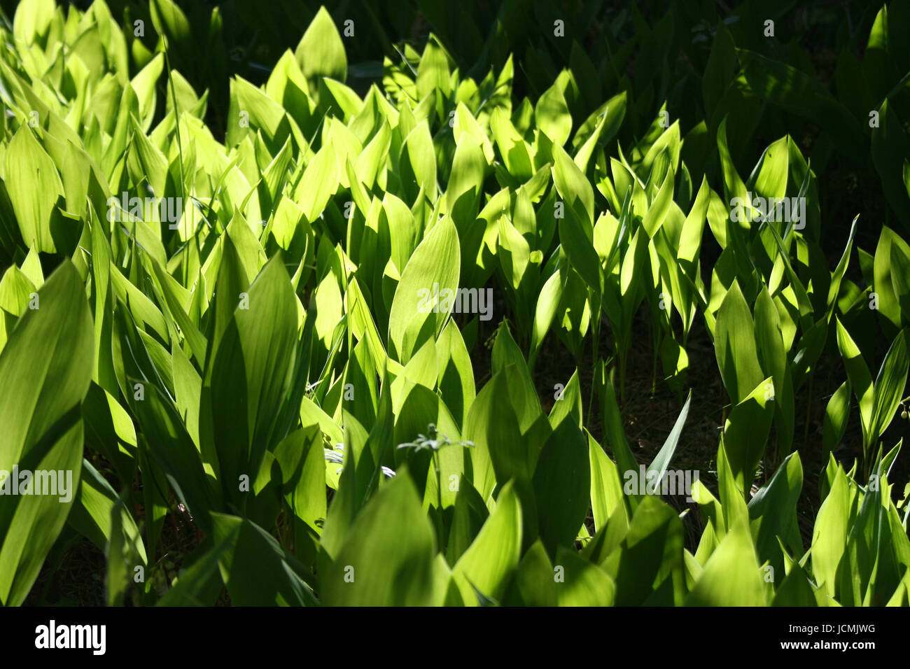 lily of the valley Stock Photo Alamy