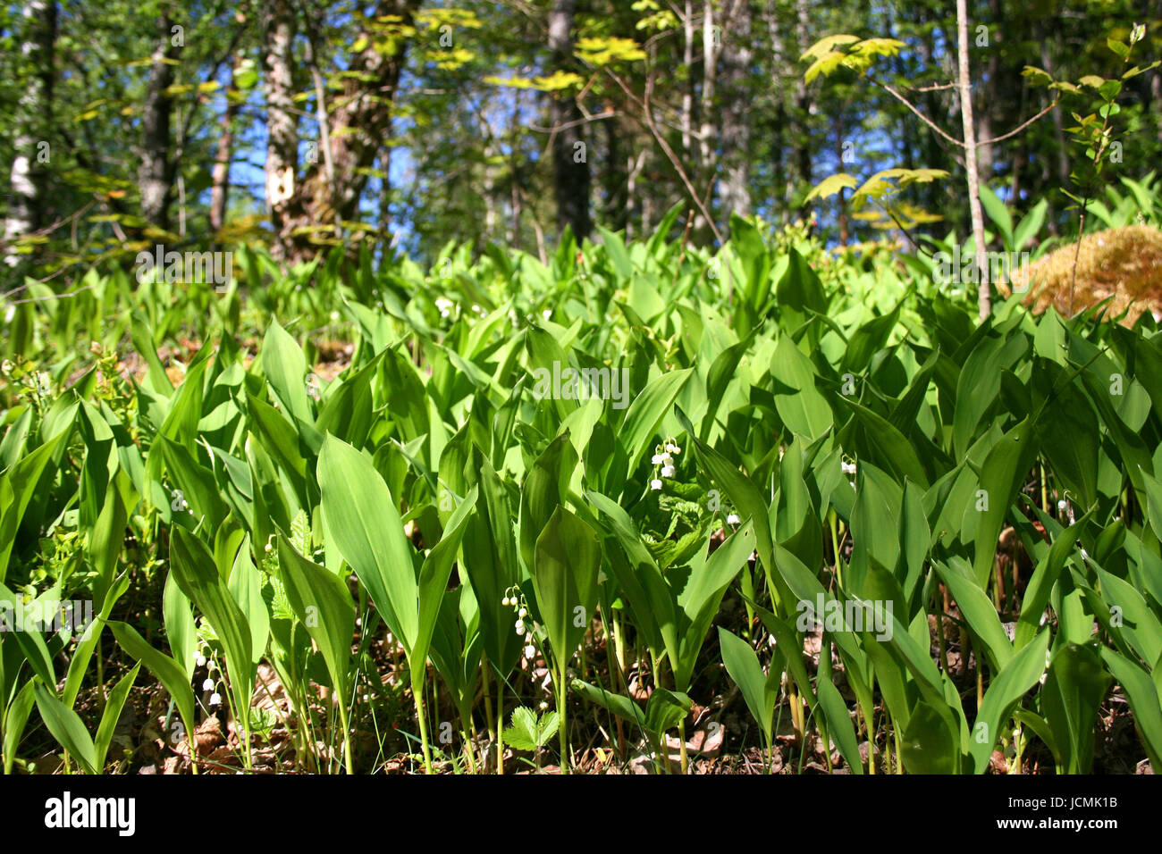 lily of the valley Stock Photo Alamy