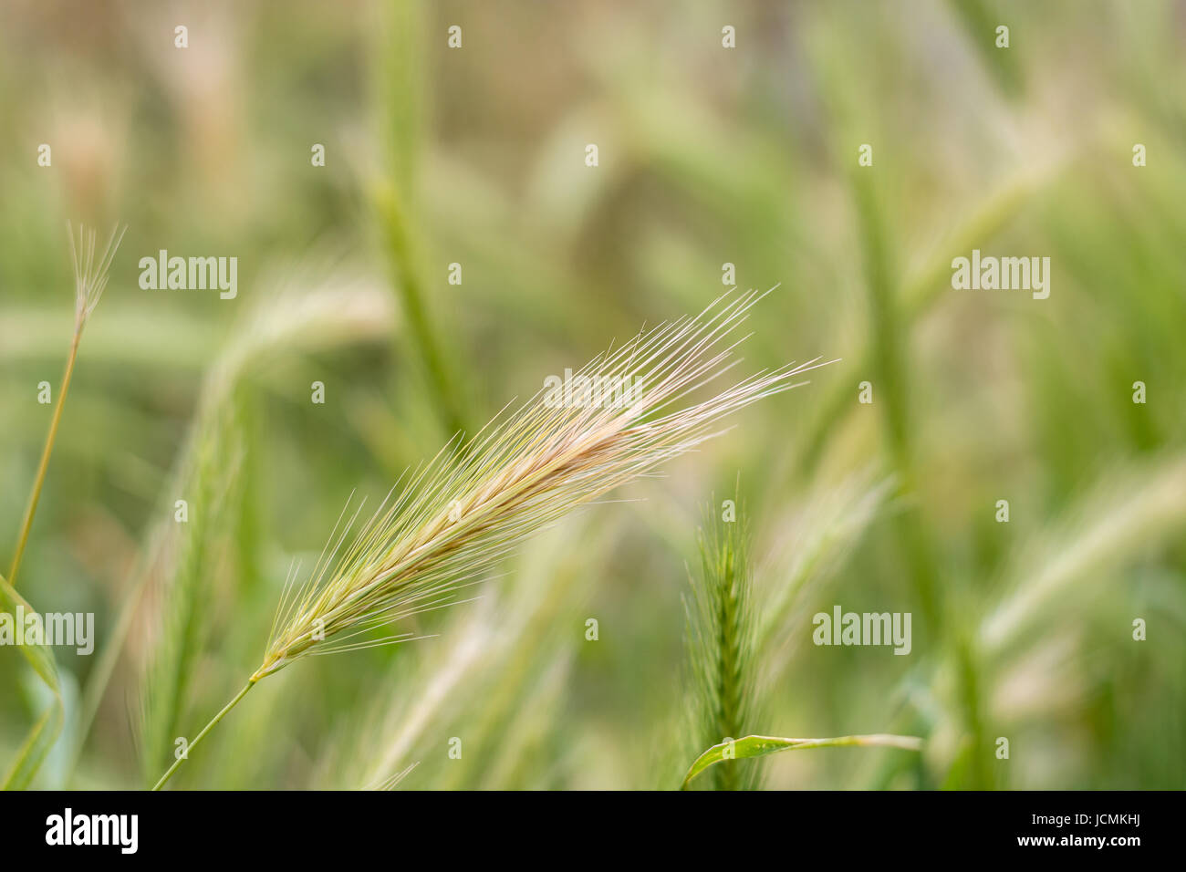 A field of fresh green rye outside in the sun Stock Photo - Alamy