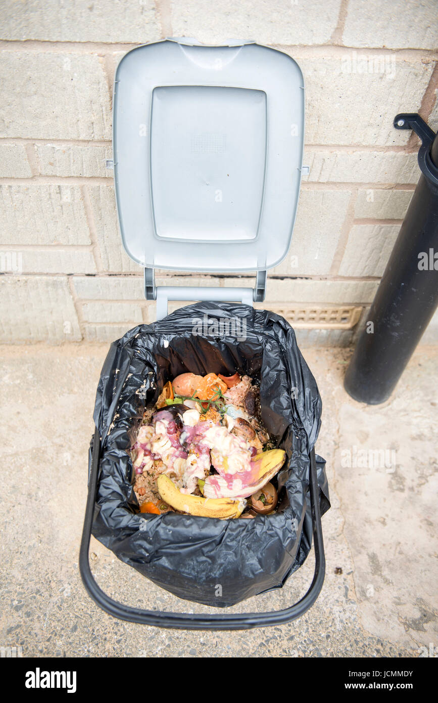 A domestic food waste container which has infested with maggots