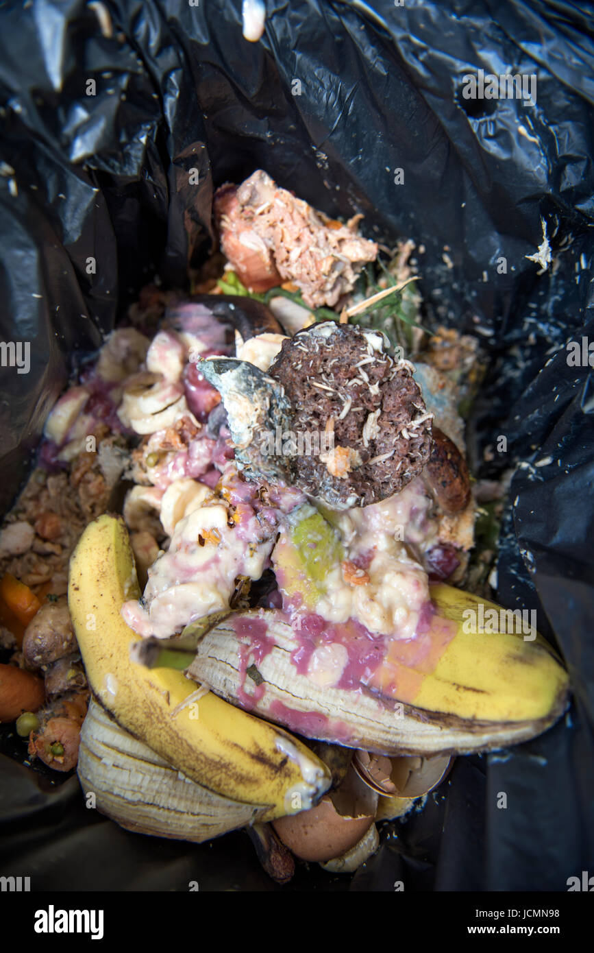 A domestic food waste container which has infested with maggots UK Stock Photo Alamy