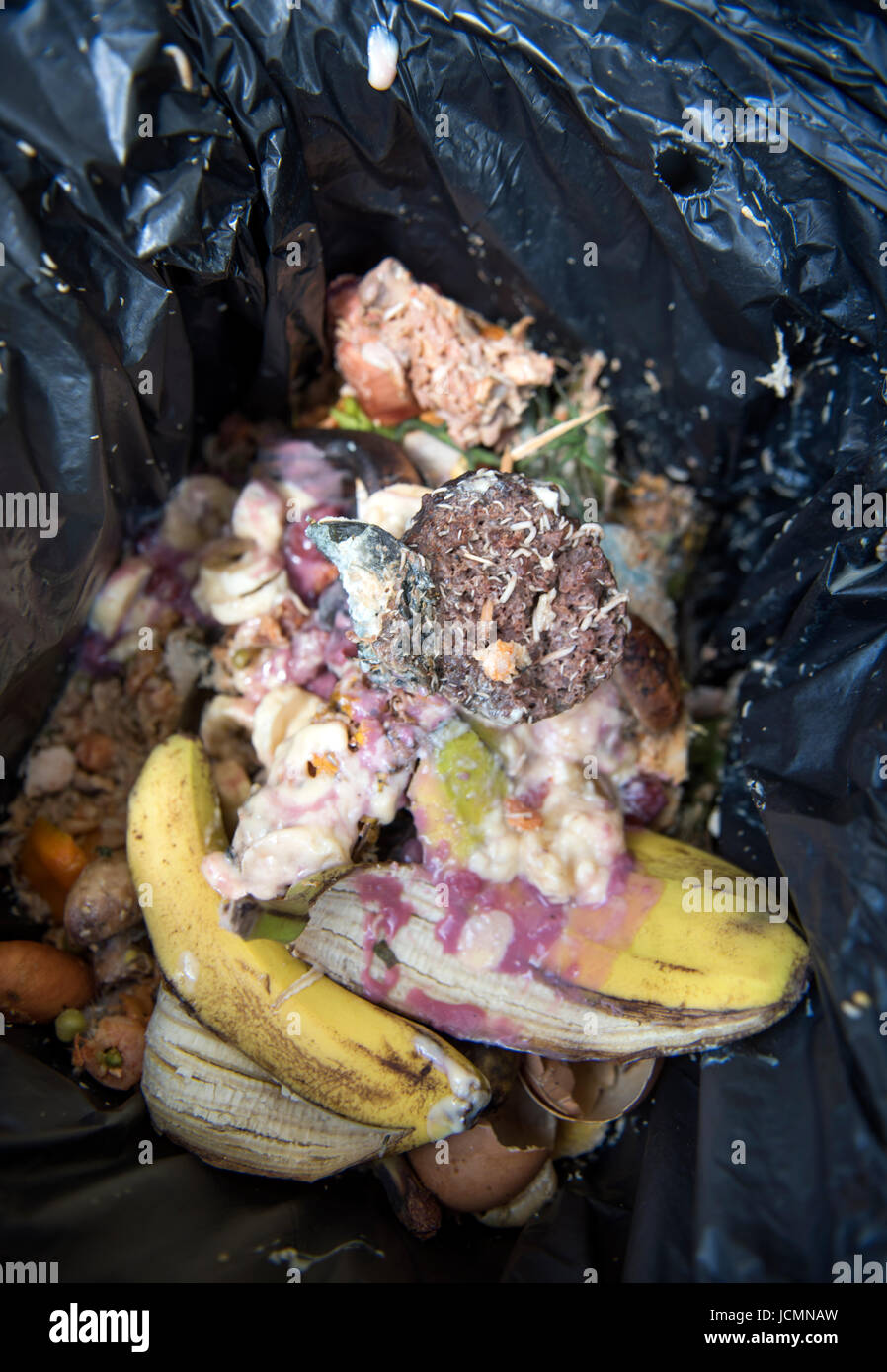 A domestic food waste container which has infested with maggots