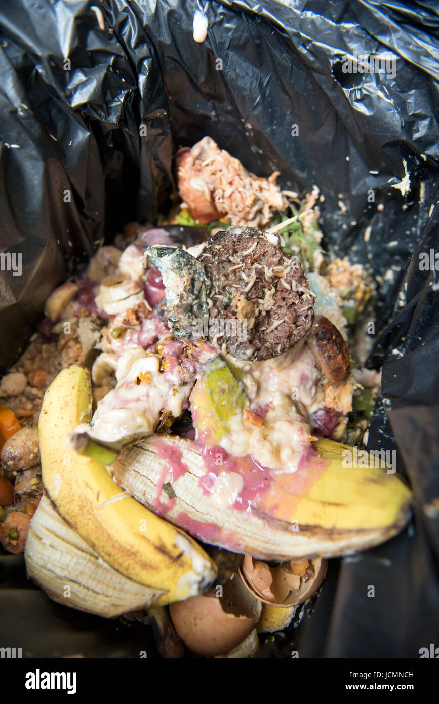 A domestic food waste container which has infested with maggots