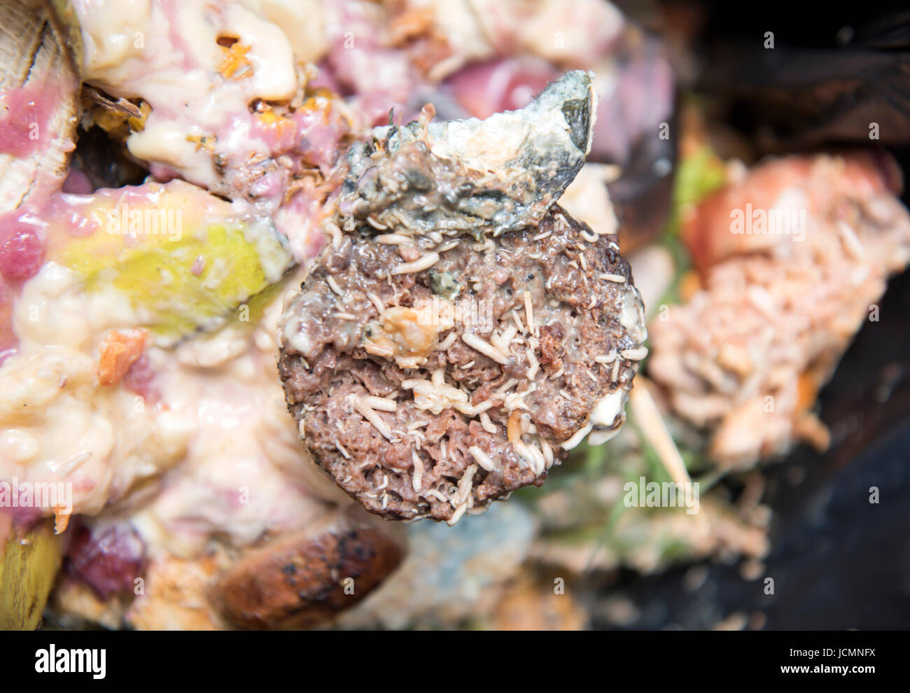 A domestic food waste container which has become infested with maggots UK Stock Photo