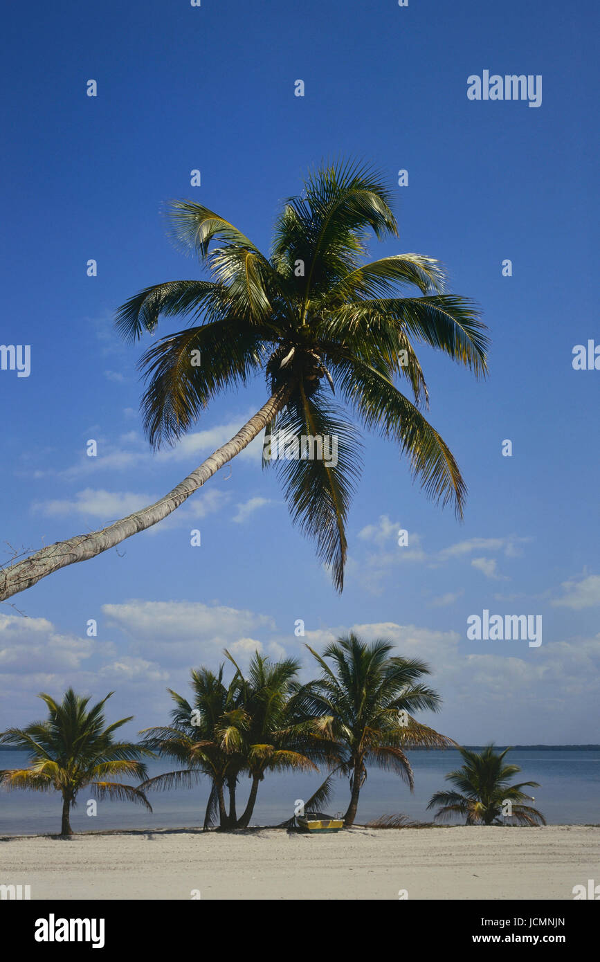 Palm trees on Useppa Island. Pine Island Sound in Lee County, Florida, United States. Stock Photo