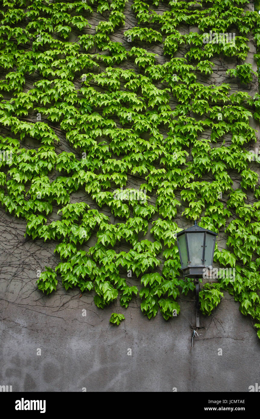 Natural ivy growth by green wall of leaves. Classical lantern stay