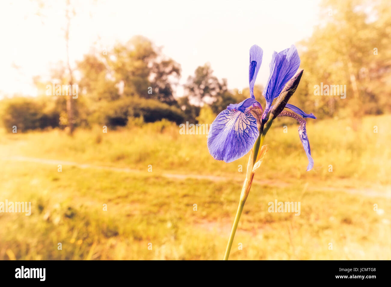 Iris sibirica, commonly known as Siberian iris or Siberian flag, growing close to a country road in Kiev, Ukraine, under the soft morning sun Stock Photo