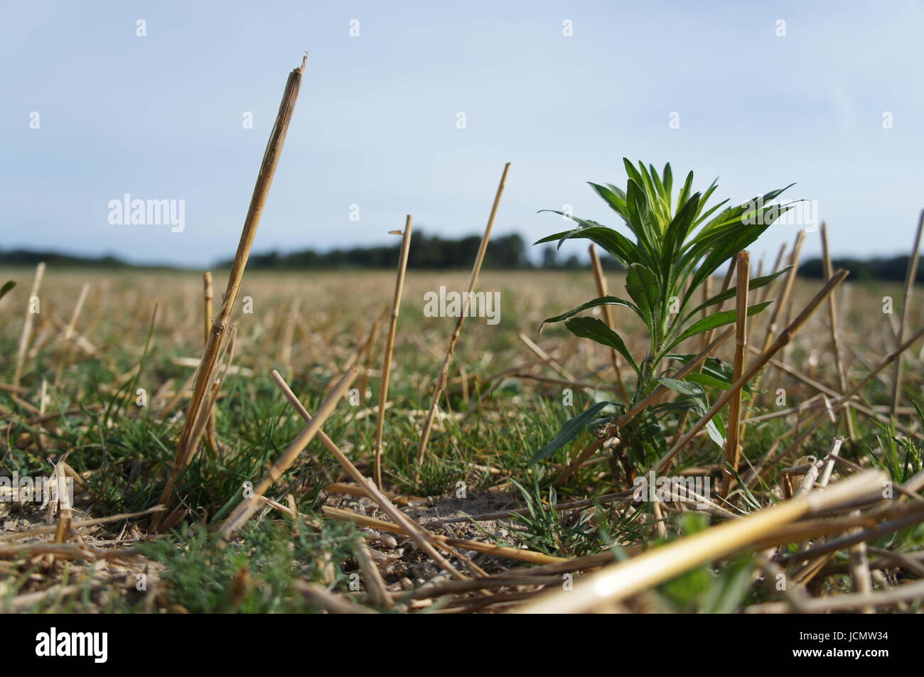 Blooming small plant after a field has been cropped in Southern France Stock Photo