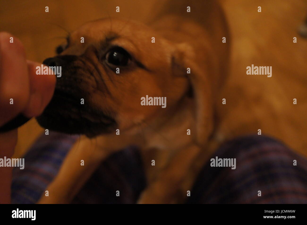 Puggle puppy tugging at fingers Stock Photo Alamy