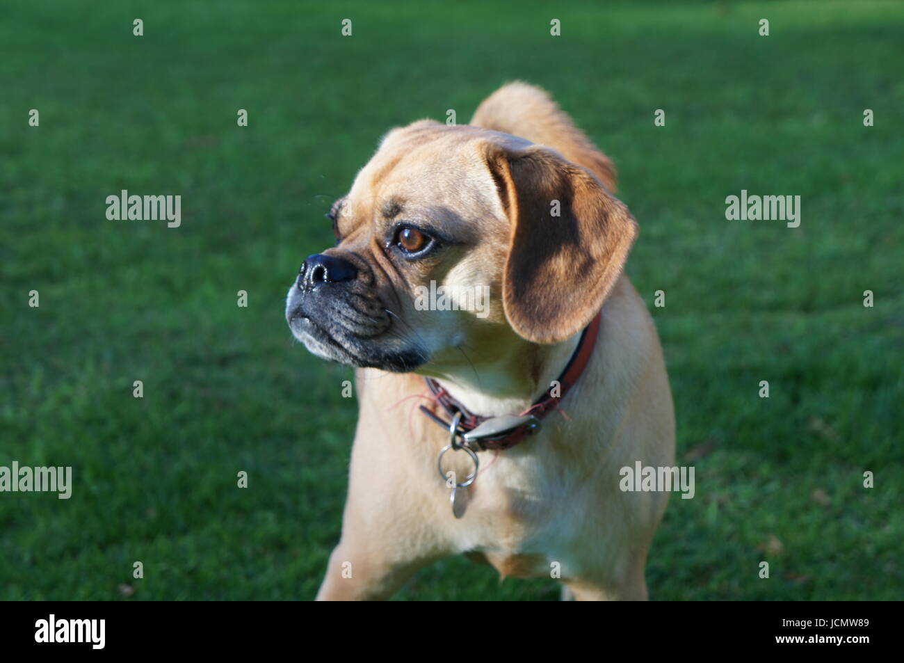 Pug beagle cross hi-res stock photography and images - Alamy