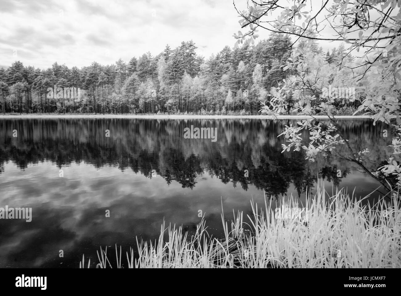 forest lake in hot summer day in countryside. infrared image Stock ...