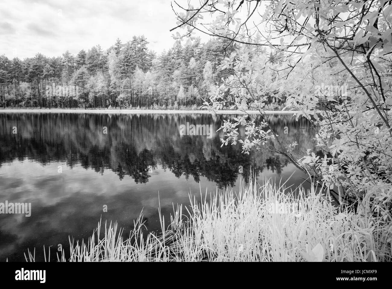 forest lake in hot summer day in countryside. infrared image Stock ...