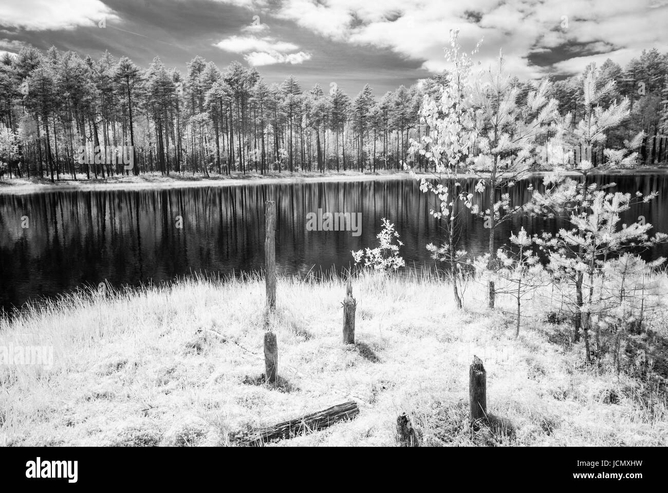 forest lake in hot summer day in countryside. infrared image Stock ...
