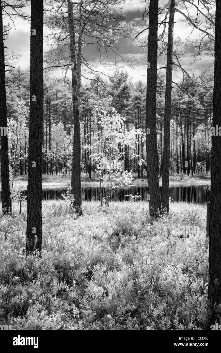 forest lake in hot summer day in countryside. infrared image Stock ...