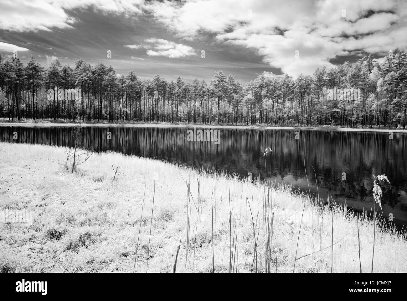forest lake in hot summer day in countryside. infrared image Stock ...