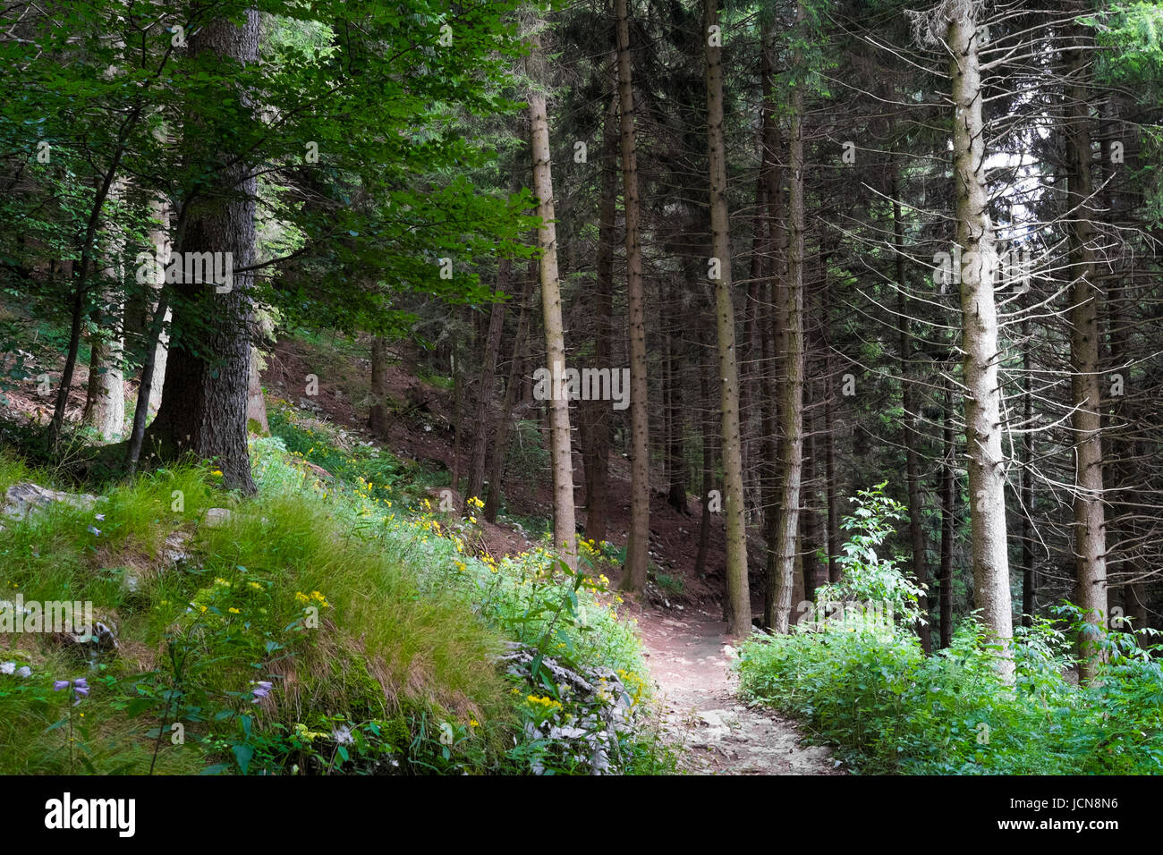 Tree Begrao Pine tree alpine forest with trekking trail in Presolana, Seriana ...