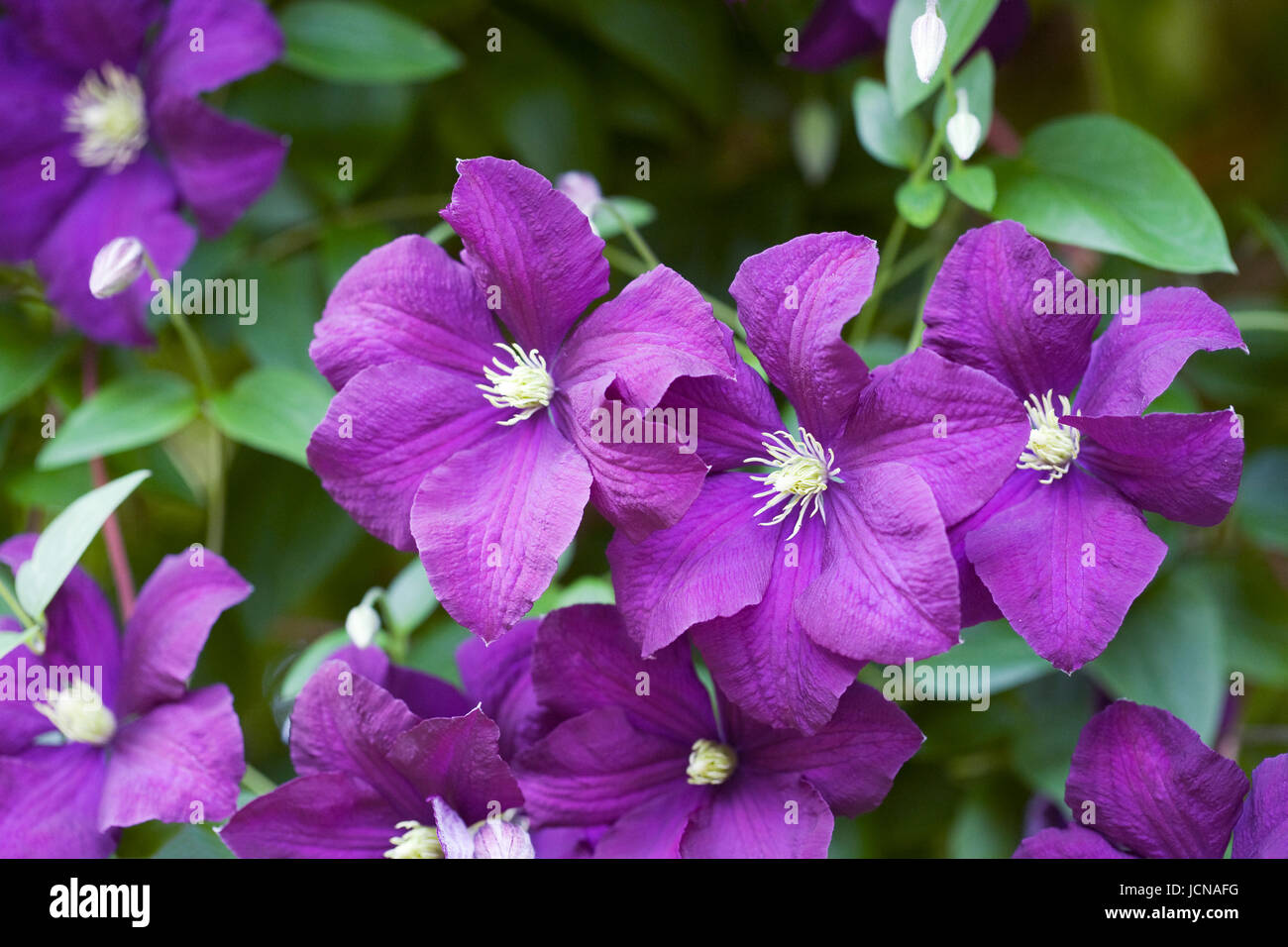 Clematis viticella 'Etoile Violette' flowers. Stock Photo