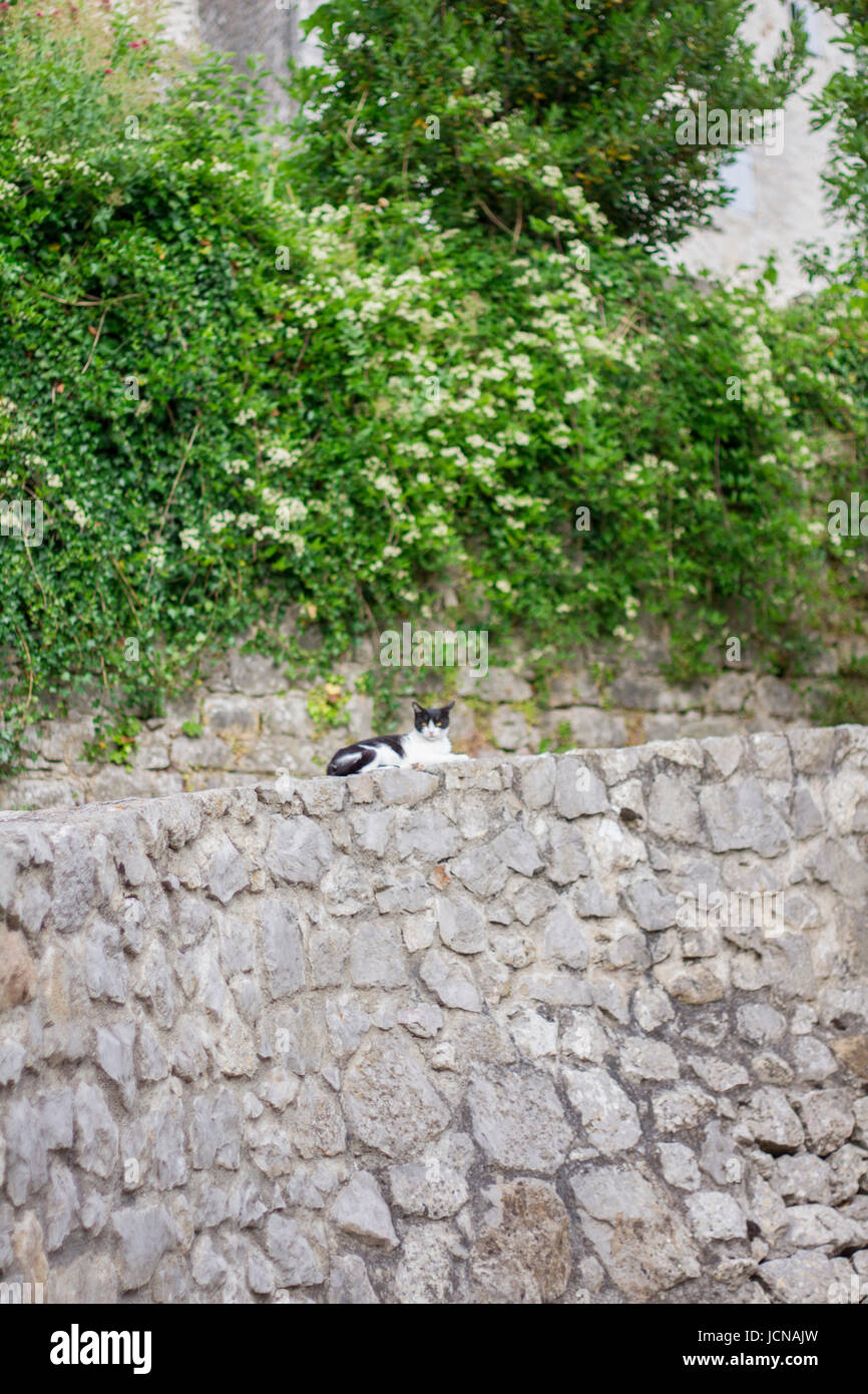 Cat on wall. South of France. Stock Photo