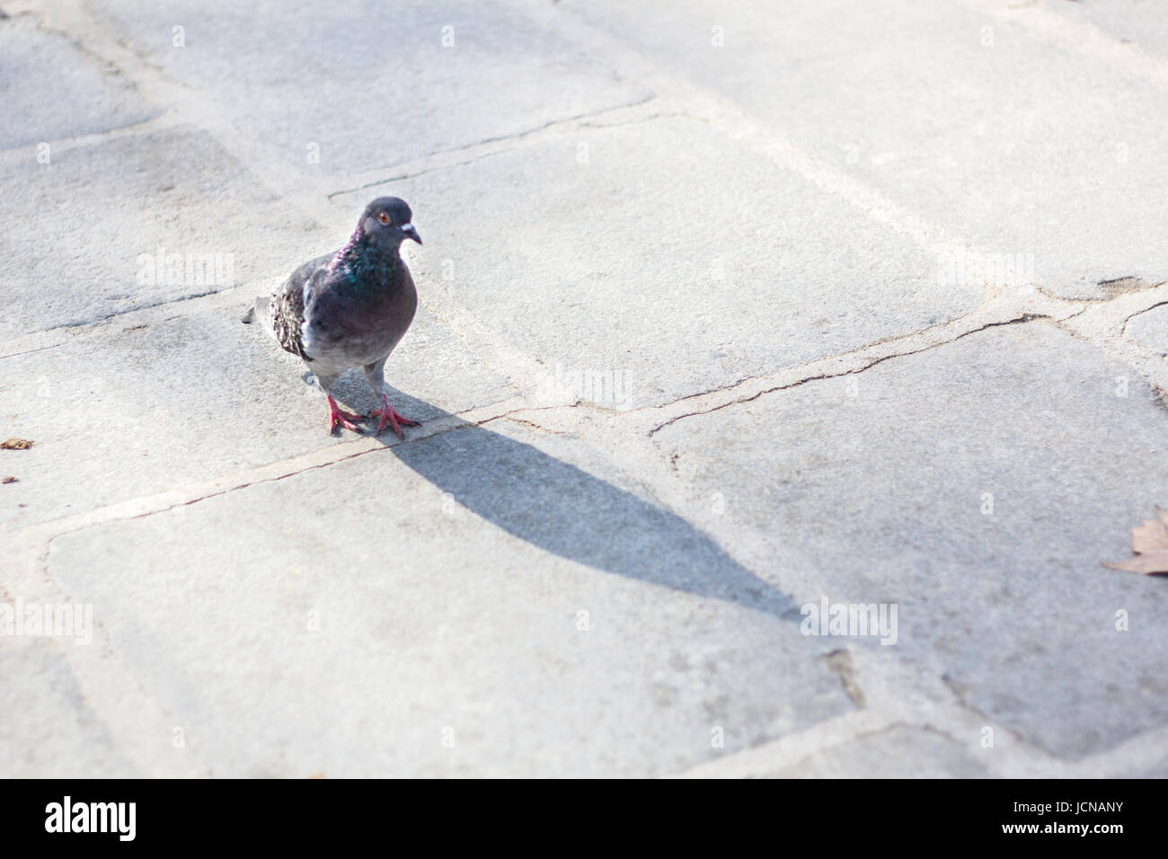 Pigeon. Paris, France. Stock Photo