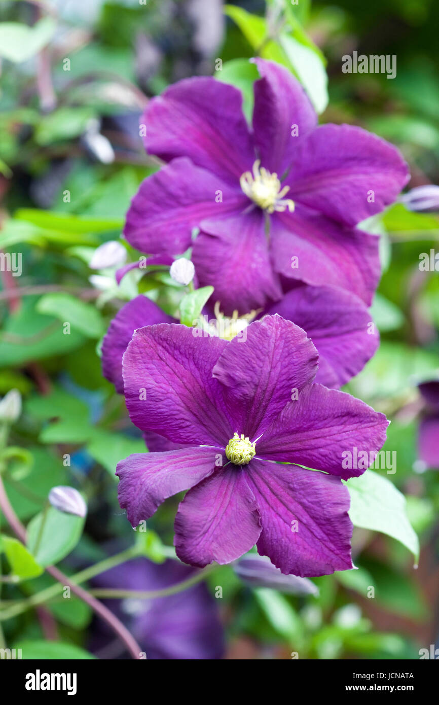 Clematis viticella 'Etoile Violette' flowers. Stock Photo