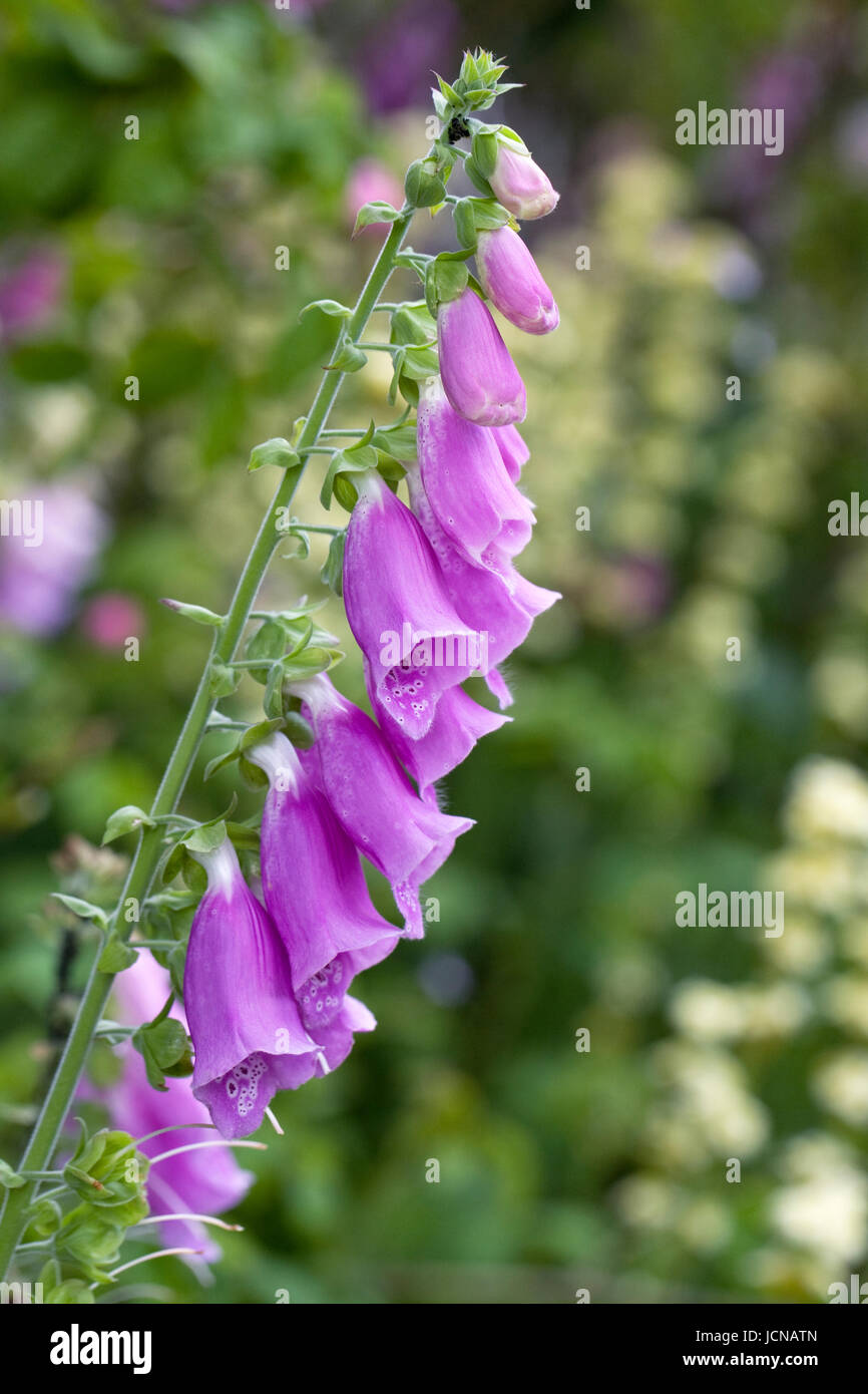 Digitalis purpurea in an English cottage garden. Stock Photo