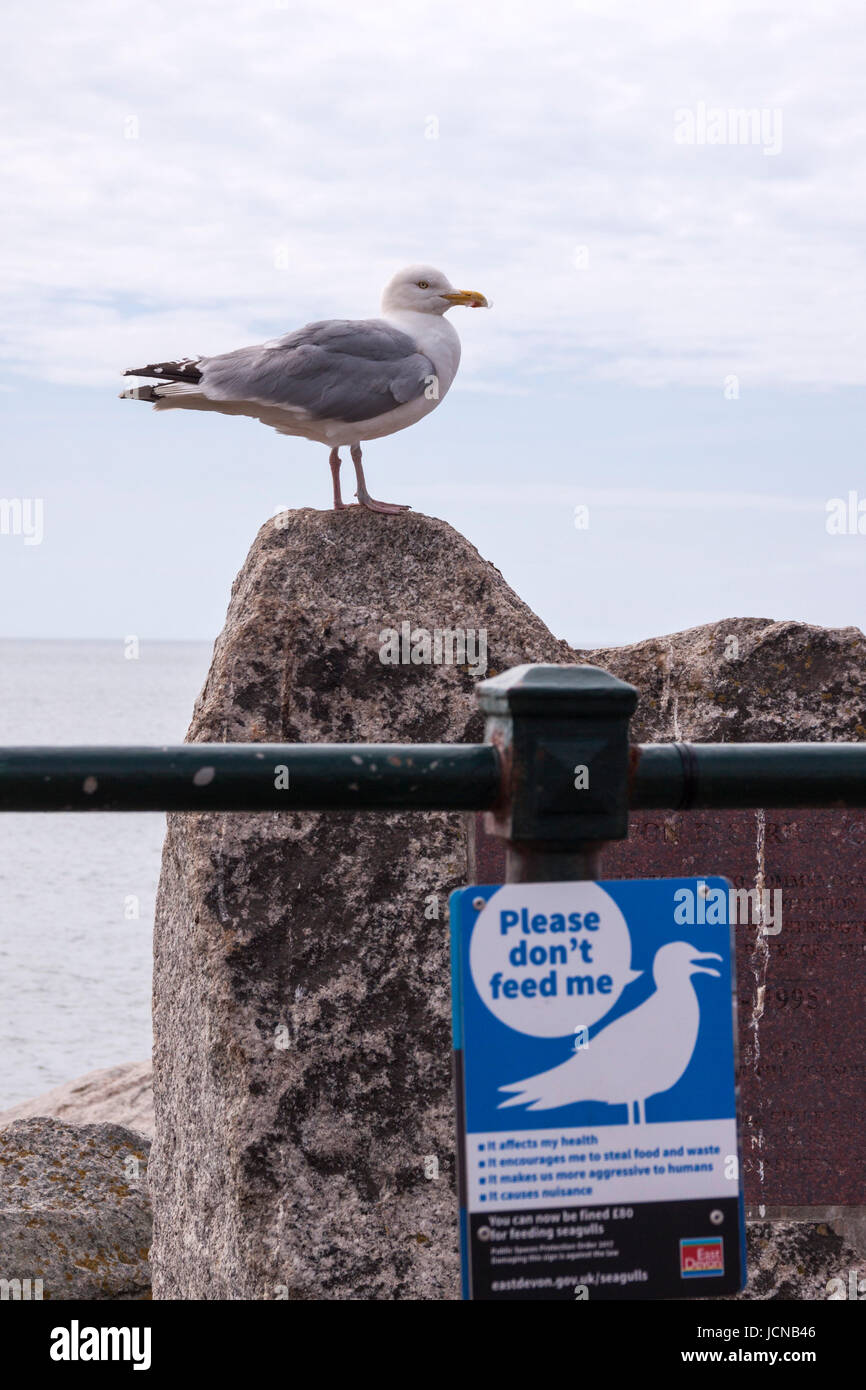 Feeding seagulls is now an offence in Sidmouth, Devon. A seagull sits beside a 'no feeding' sign. Stock Photo