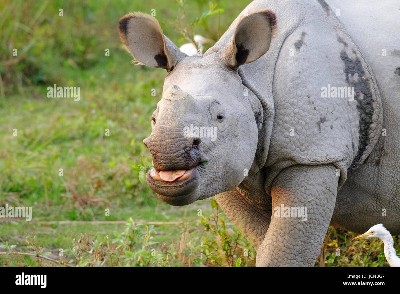 Indian rhinoceros (Rhinoceros unicornis) in grass portrait. Kaziranga National Park, Assam, India Stock Photo