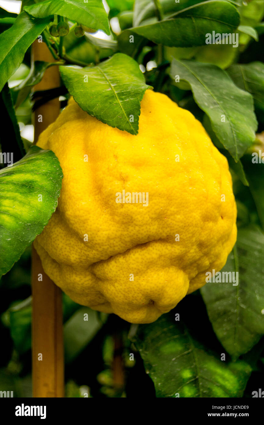 Giant yellow cedro cedar fruit Stock Photo