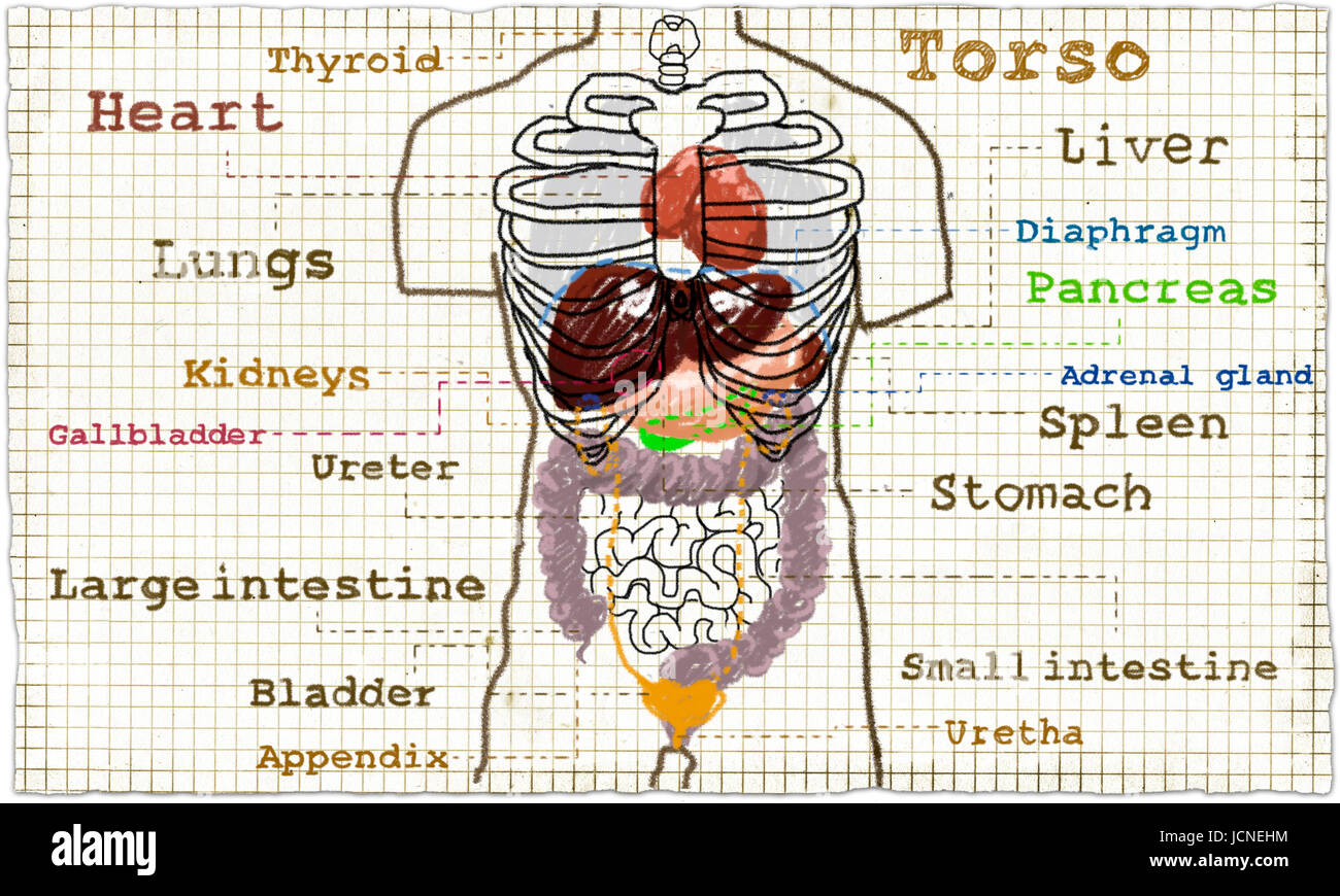 Anatomy Of Torso Diagram