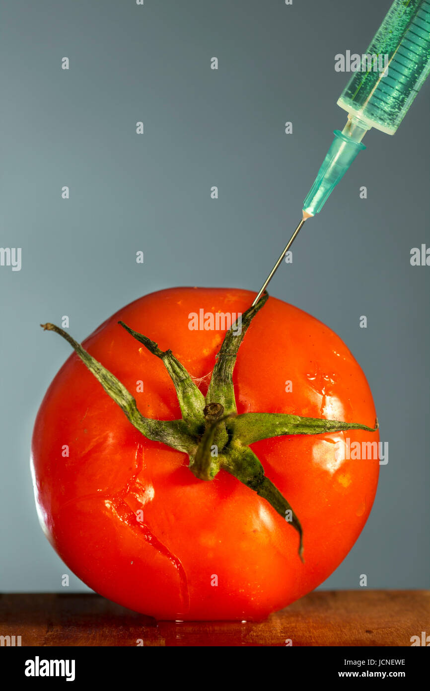 Tomato is injected a bright green substance with hypodermic needle. Biotech Stock Photo