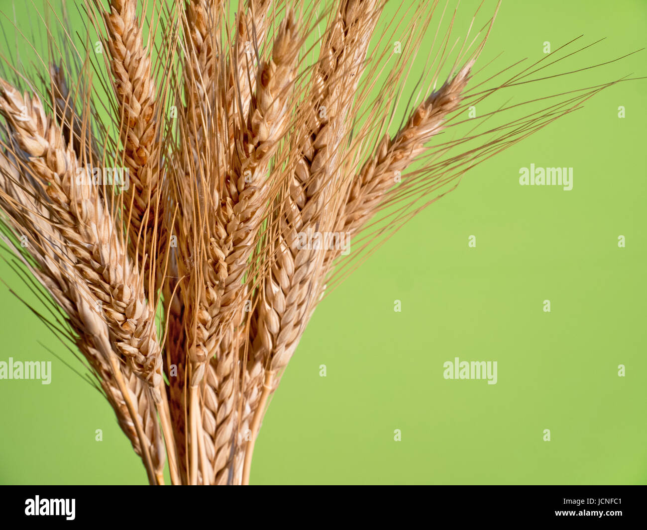 Barley Sheaf High Resolution Stock Photography and Images Alamy