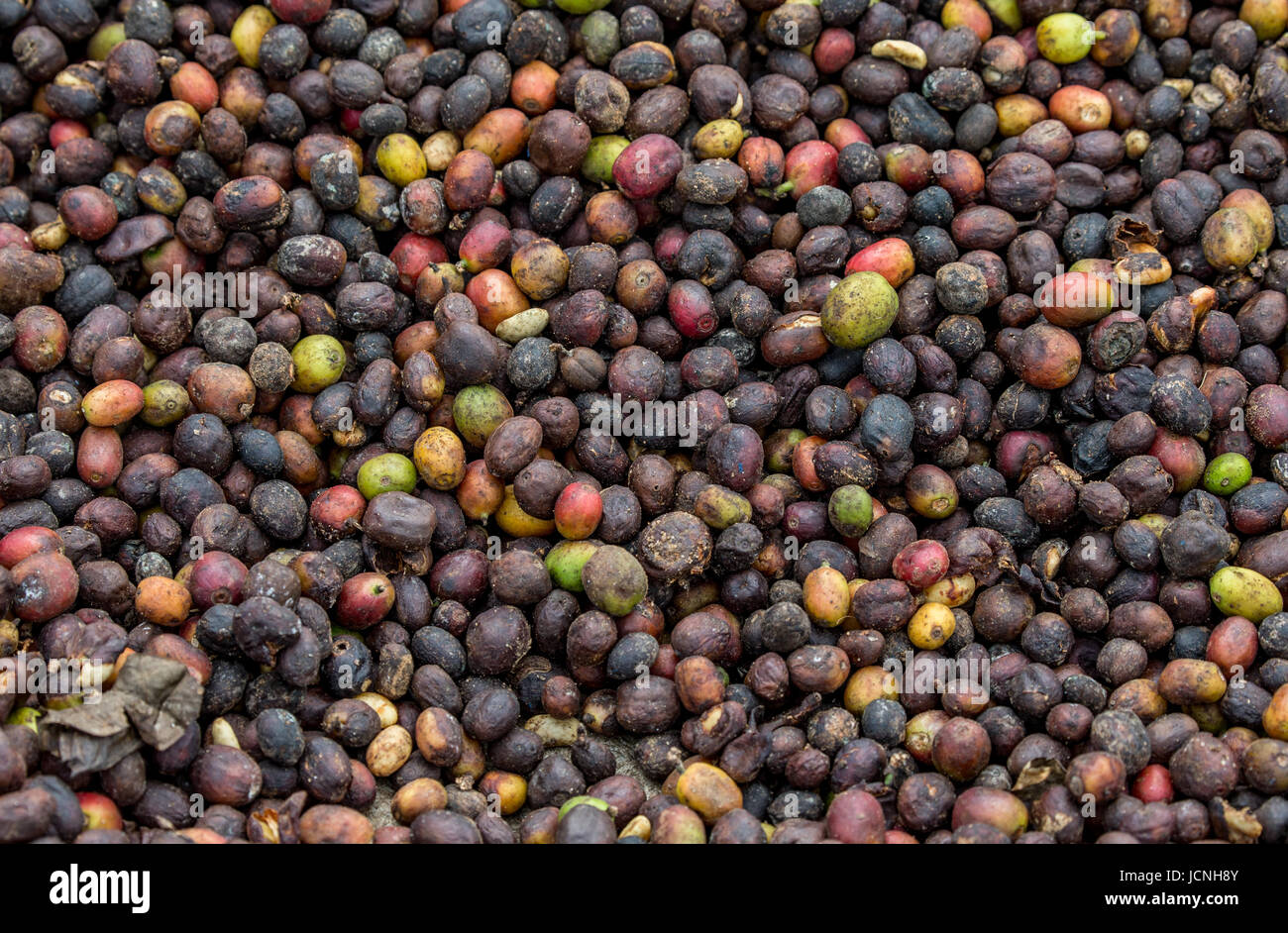 Grains of ripe coffee closeup. East Africa. Coffee plantation. An